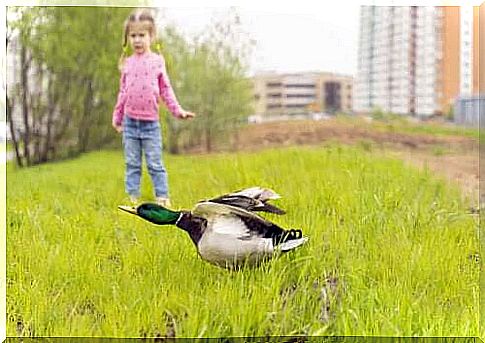 My child is afraid of birds: what to do?